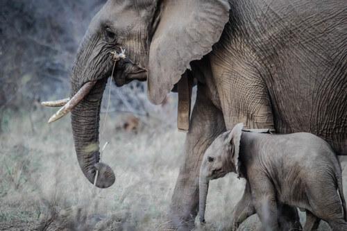 Mom elephant and baby elephant 
