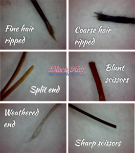 Hair Under The Microscope: Types Of Hair Ends Deconstructed