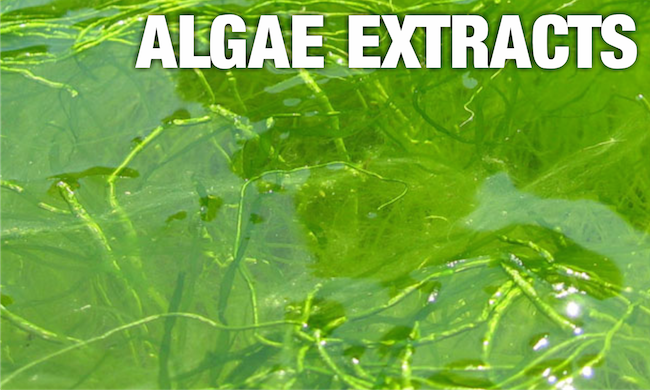 algae extracts