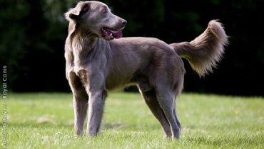 15 Useful Long Haired Weimaraner Care Pointers
