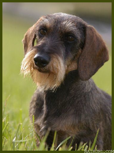 wire haired dachshund 9