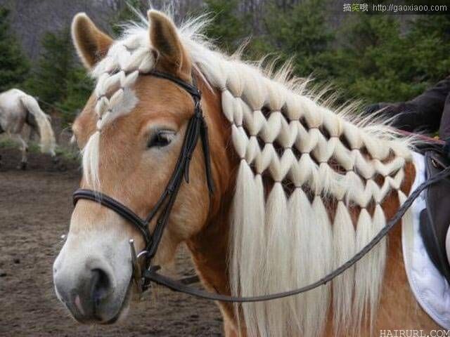 horse hair 16