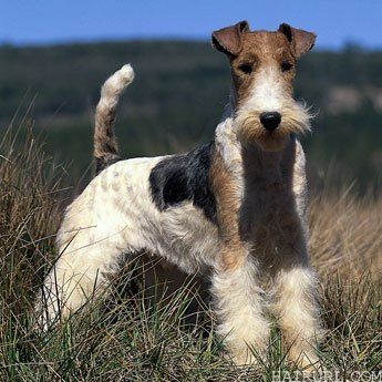nice wire haired terrier 