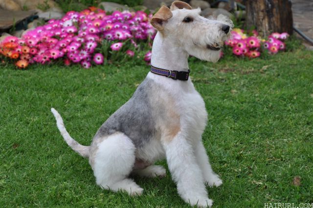 wire haired terrier 16