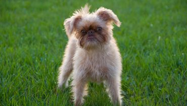 25 Short & Long Haired Brussels Griffon Puppies