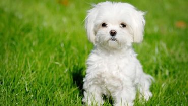 50 Cutest Maltese Haircuts For Your Little Puppy