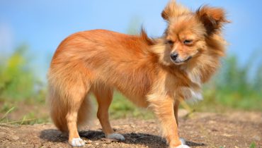 15 Grooming Tips for Long-haired Chihuahua Puppies