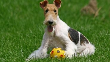 15 Wire Haired Fox Terrier Grooming Tips
