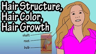 Structure Of Hair Follicle - Hair Color - How Does Hair Growth Work