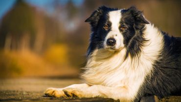 8 Grooming Tips for Short Haired Border Collies