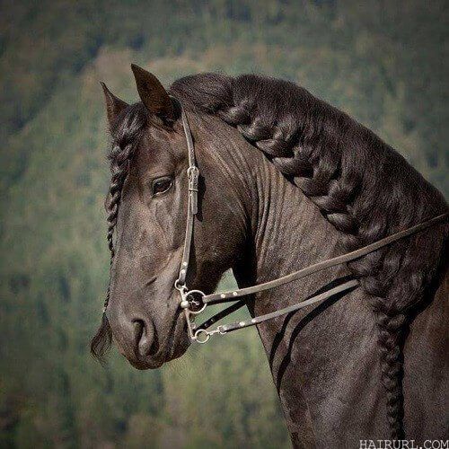 horse hair 19