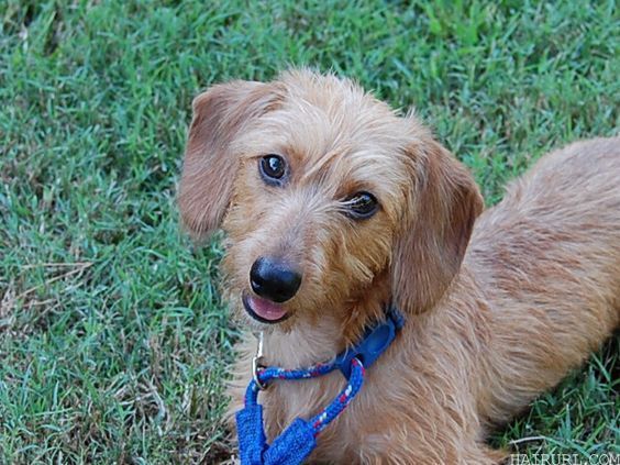 cute Wire haired Dachshund hairstyle 