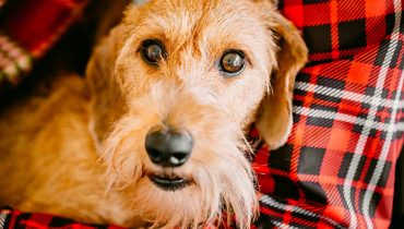 Wire Haired Dachshund: 10 Character Traits That Can Surprise You