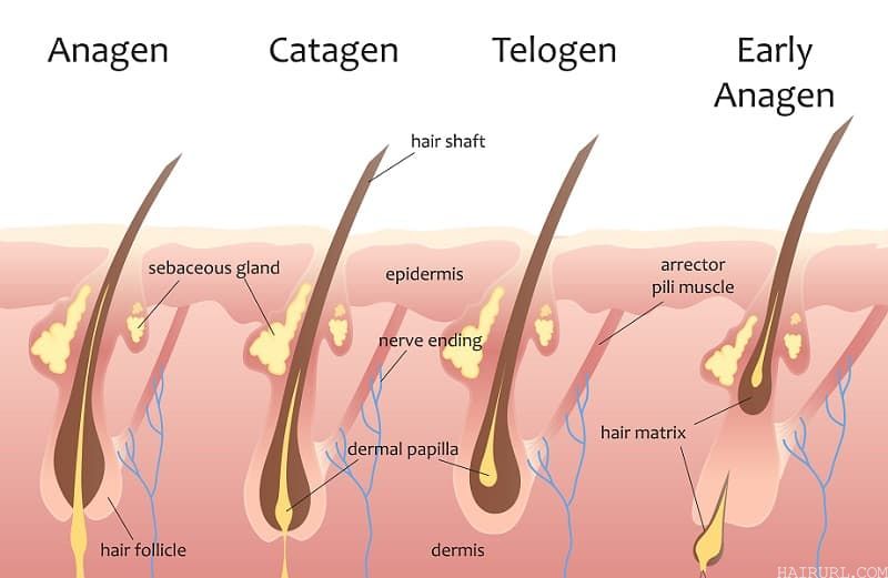 Four Phases of Hair Growth