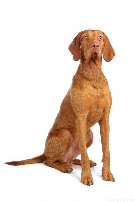 Wirehaired Vizsla dogs