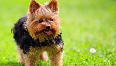 50 Damn Cute Yorkie Haircuts For Your Puppy