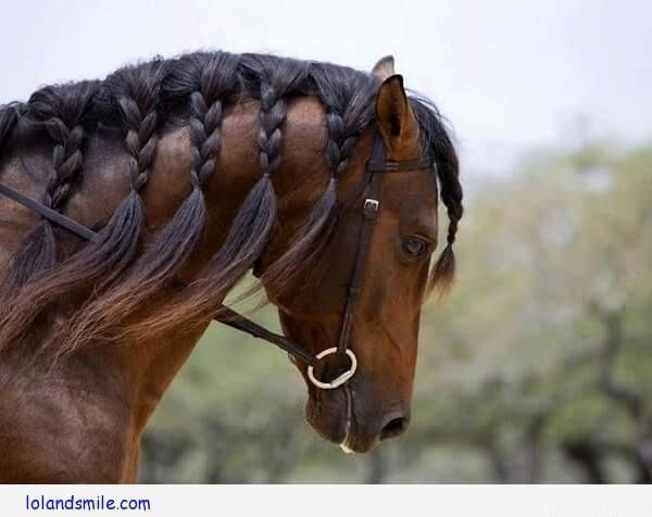 horse hair 5