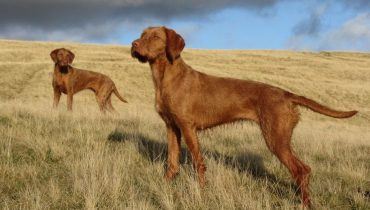 15 Interesting Wirehaired Vizsla Dog Care Facts