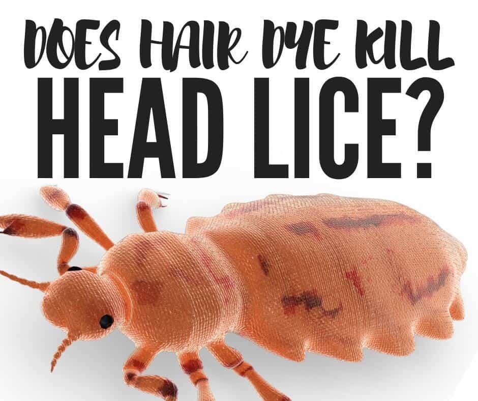 Does Hair Dye Kill Lice? The Answer May Shock You!