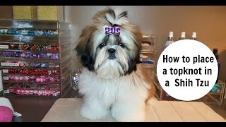 How To Place A Topknot In A Shih Tzu