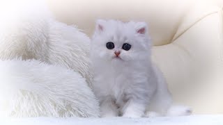 British Longhair Kitten | Silver Shaded Ns 11 | Silver Chinchilla | 1 Month | The Cuttest Kitty Ever