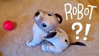 Our New Dog, Aibo: Pet Replacement Robot?!