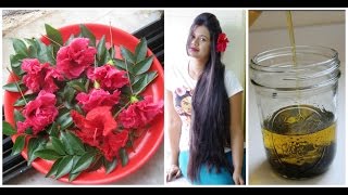 Homemmade Hibiscus & Curry Leaf Herbal Oil For Long & Thick Hair|Sushmita'S Diaries