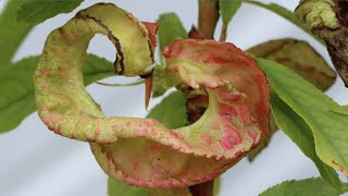 How To Treat Peach Leaf Curl // Garden Answer