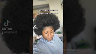 Shrinkage On Freshly Washed Vs Blow Dried Short Natural 4C Hair