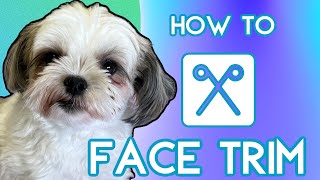 How To Groom Dogs. Face Trimming. Cute Short Haircut For A Shih Tzu Type Dog. By Groomersharness.Com