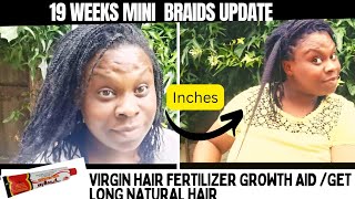 19 Week Natural Hair Growth Mini Braids Challenge