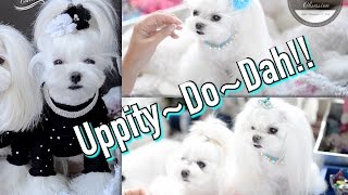 Grooming: Uppity~Do~Dah  Korean Style Maltese Grooming ~ Updo And Side Ponytail Korean Cut Dog Bun