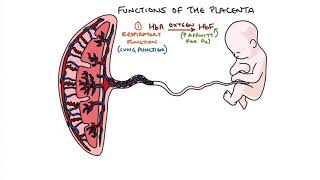 Understanding The Placenta