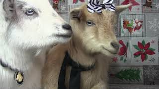 Hair Bows For Goats -Fyi