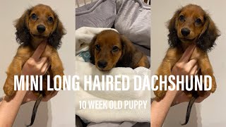 Meet My Miniature Long Haired Dachshund Puppy!