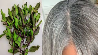 Reverse Gray Hair Into Black Hair Naturally In 4 Minutes | Gray Hair Natural Dye With Basil Leaves