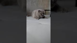 Adorable British Shorthair Cat Living In House | Funny Animals Video #Shorts
