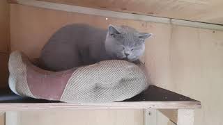 Cats - Britney & Kim In The Cat House British Shorthair Cats