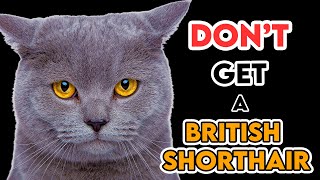 This Is Why You Shouldn'T Get A British Shorthair Cat