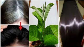 White Hair To Black Hair Naturally Permanently In 6 Minute ! Gray Hair Natural Dye With Guava Leaves
