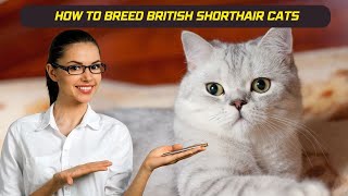 How To Breed British Shorthair Cats Latest Updated Video