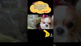 How To Train A Dog To Stay Still While Hair Drying? #Dogtraining #Dogtrainingtips #Dogtrainer #Dog