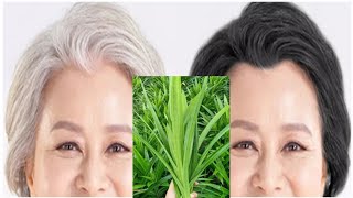 White Hair Dye Naturally With Pandan Leaf | Gray Hair Dye Naturally In 3 Minutes | White Hair