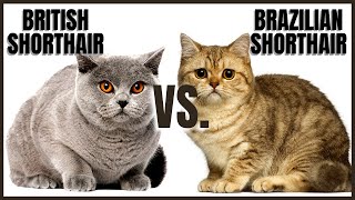 British Shorthair Cat Vs. Brazilian Shorthair Cat