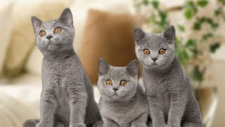 Should I Buy Two British Shorthair Cats?