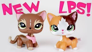 The Old Lps Are Back For More! Brand New Short Hair Cats!