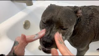 At-Home Dog Grooming- Ep.1: Short Hair Dog Bath