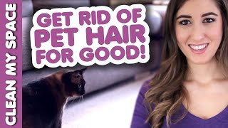 Clean Pet Hair For Good! How To Clean Up After Your Pets!