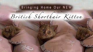 Bringing Home Our British Shorthair Kitten