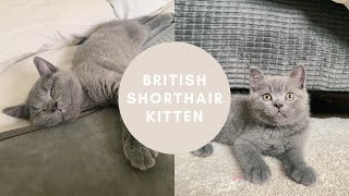 Bringing Home Our First Kitten - British Shorthair